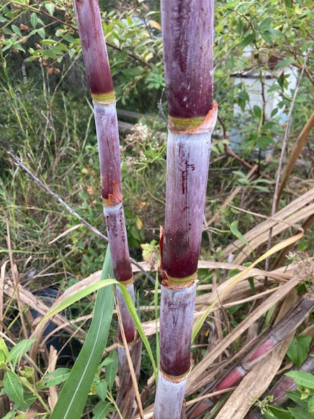 Sugar Cane Cuttings - Heirloom Varieties