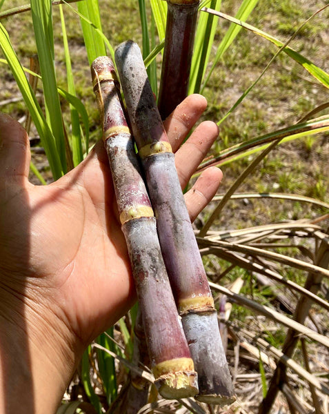 Sugar Cane Cuttings - Heirloom Varieties