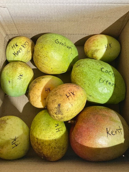 MANGO FRUIT BOX