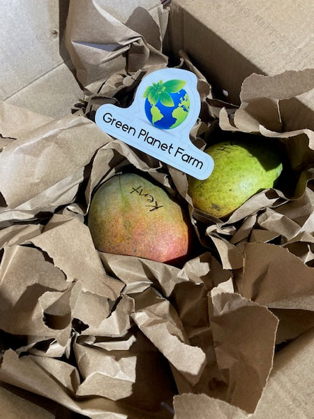 MANGO FRUIT BOX