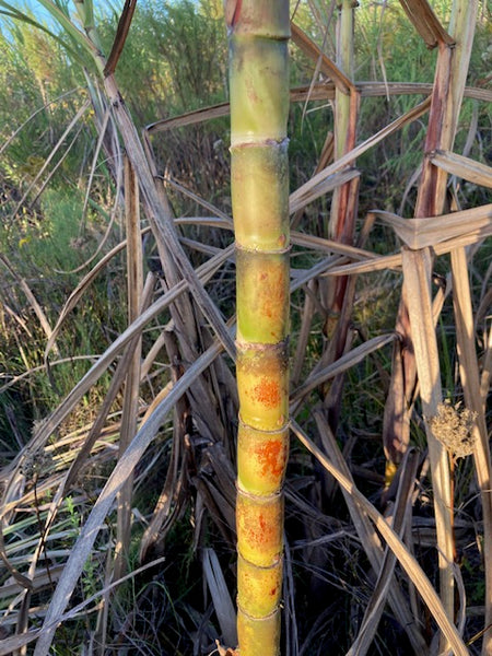 Sugar Cane Cuttings - Heirloom Varieties