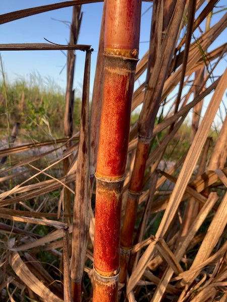 Sugar Cane Cuttings - Heirloom Varieties