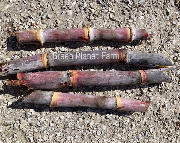 Sugar Cane Cuttings - Heirloom Varieties