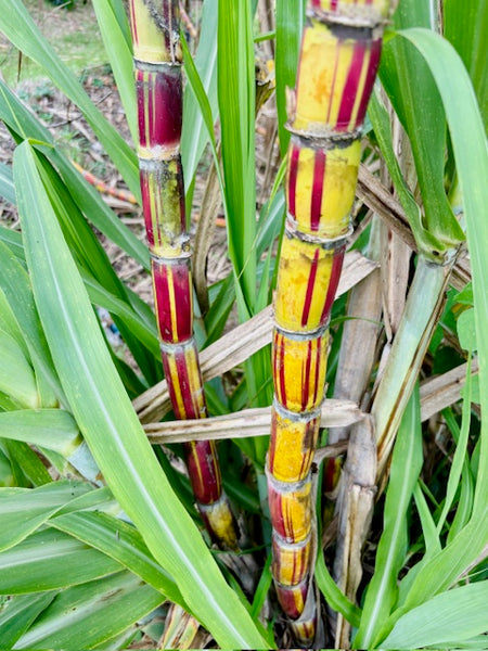 Sugar Cane Cuttings - Heirloom Varieties