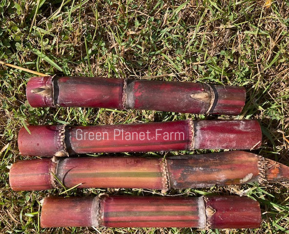 Sugar Cane Cuttings - Heirloom Varieties