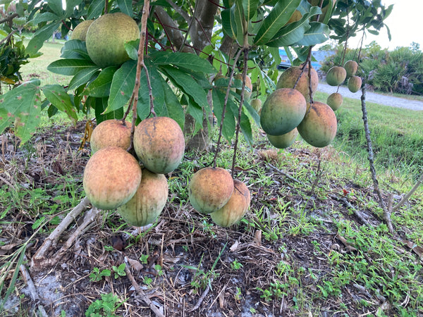 MANGO FRUIT BOX