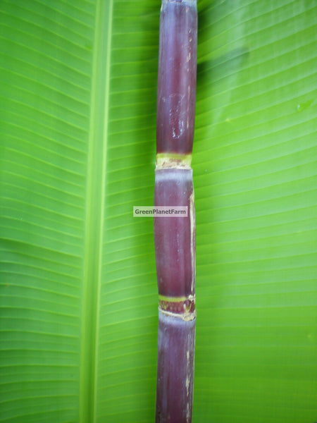 Sugar Cane Cuttings - Heirloom Varieties