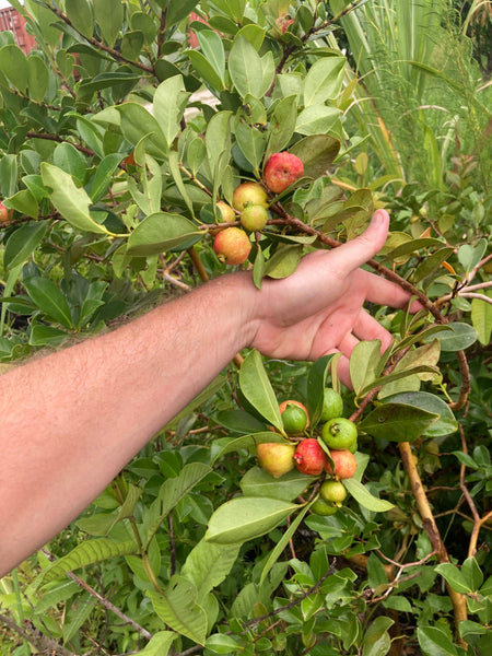 Strawberry Cattley Guava Seeds- Psidium cattleianum