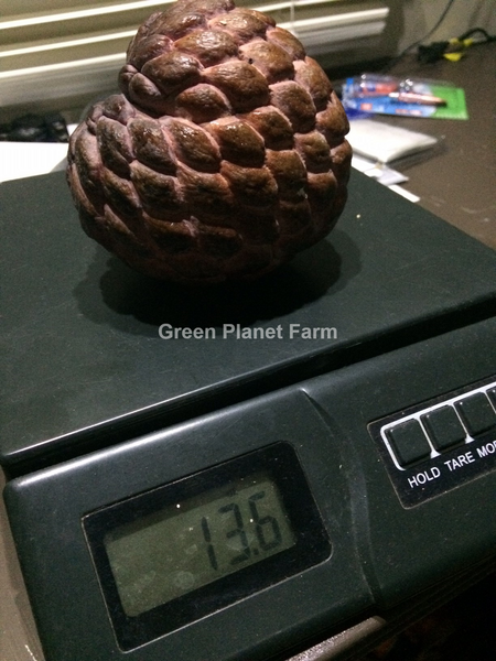 Anona Squamosa 'Isan Indigo' - Thai Purple Chewy Sugar Apple Seeds