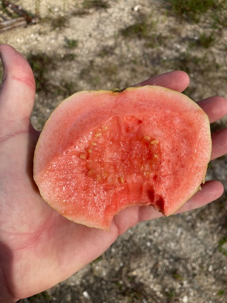 Giant Pink Guava Seeds - Psidium guajava