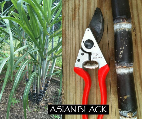 Sugar Cane Heirloom Pack - Mix Pack of 4 Varieties