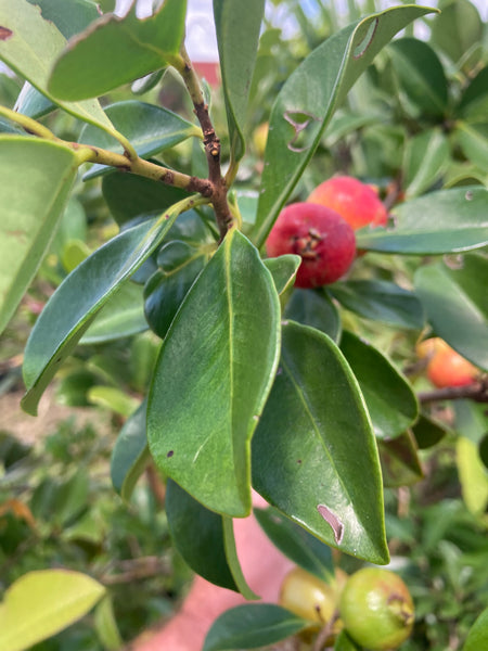 Strawberry Cattley Guava Seeds- Psidium cattleianum