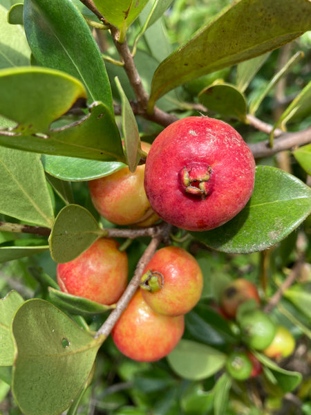 Strawberry Cattley Guava Seeds- Psidium cattleianum