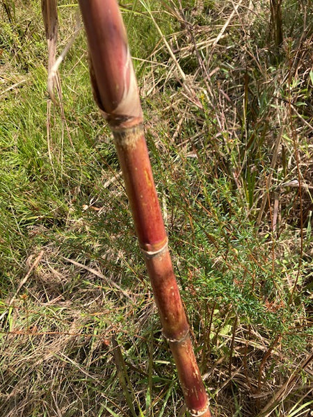 Sugar Cane Cuttings - Heirloom Varieties
