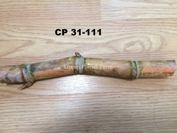 Sugar Cane Cuttings - Heirloom Varieties