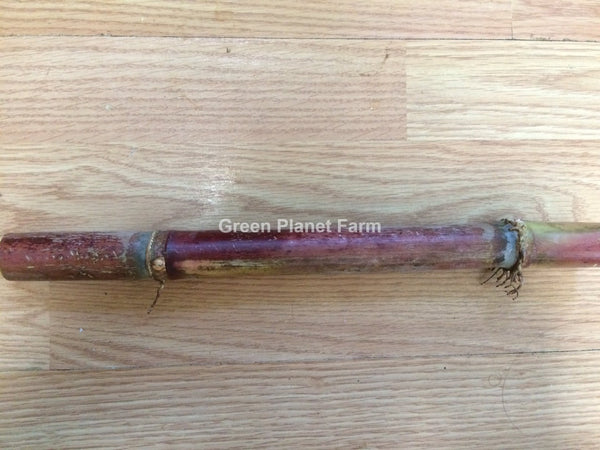 Sugar Cane Cuttings - Heirloom Varieties