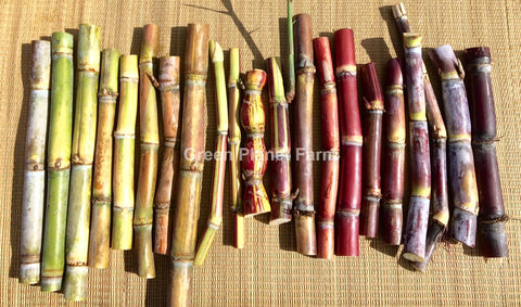 Sugar Cane Cuttings - Heirloom Varieties