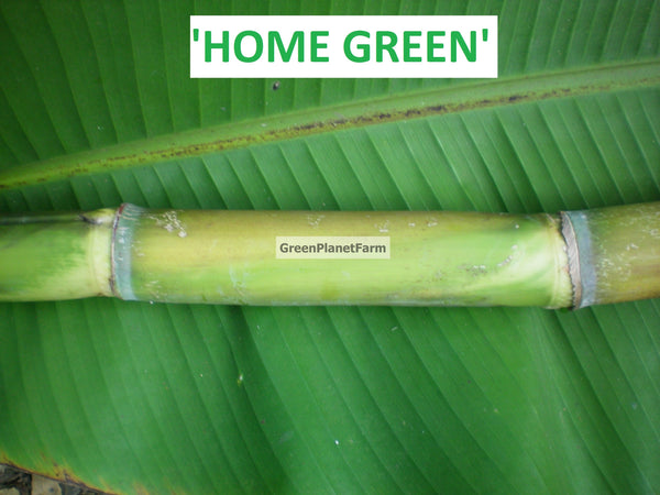 Sugar Cane Cuttings - Heirloom Varieties