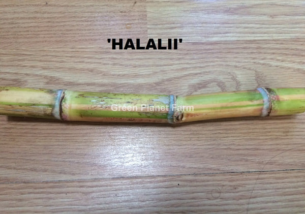 Sugar Cane Cuttings - Heirloom Varieties