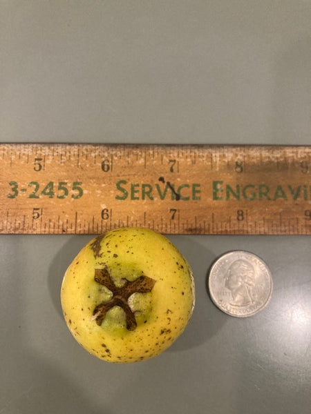 Lemon Guava Seeds- Psidium littorale