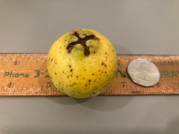 Lemon Guava Seeds- Psidium littorale