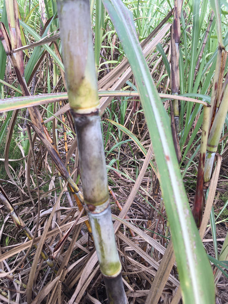 Sugar Cane Cuttings - Heirloom Varieties