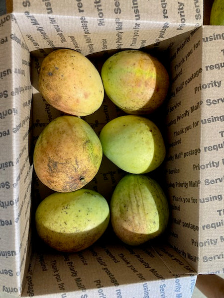 MANGO FRUIT BOX