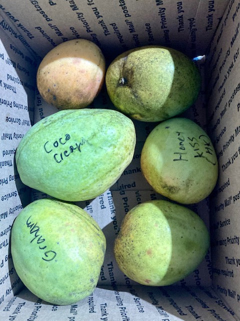 MANGO FRUIT BOX