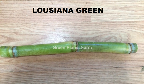 Sugar Cane Cuttings - Heirloom Varieties