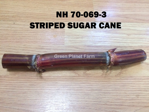 Sugar Cane Cuttings - Heirloom Varieties