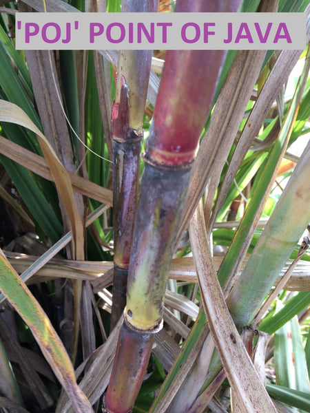 Sugar Cane Cuttings - Heirloom Varieties
