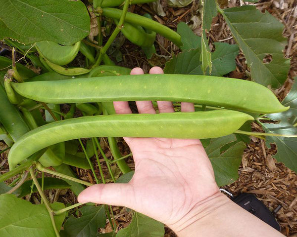 Jack Bean - Canavalia ensiformis - Seed pack