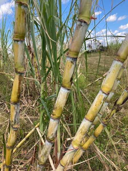Sugar Cane Cuttings - Heirloom Varieties