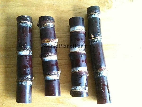 Sugar Cane Cuttings - Heirloom Varieties