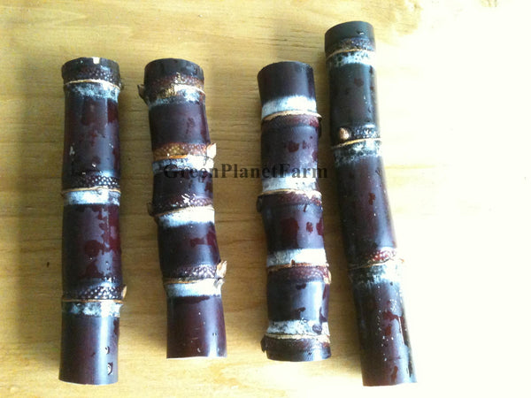 Sugar Cane Heirloom Pack - Mix Pack of 4 Varieties