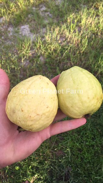 Pink Guava Seeds - Psidium guajava