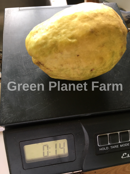 White Pear Guava Seeds - Psidium guajava