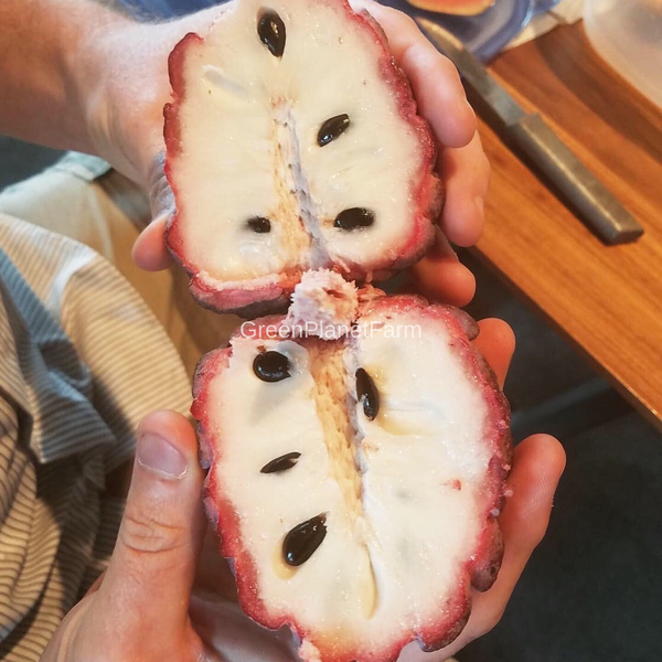 Anona Squamosa 'Isan Indigo' - Thai Purple Chewy Sugar Apple Seeds