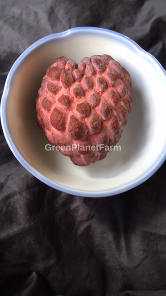 Anona Squamosa 'Isan Indigo' - Thai Purple Chewy Sugar Apple Seeds