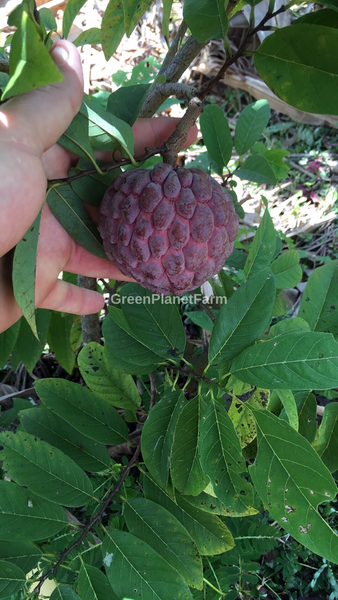 Anona Squamosa 'Isan Indigo' - Thai Purple Chewy Sugar Apple Seeds