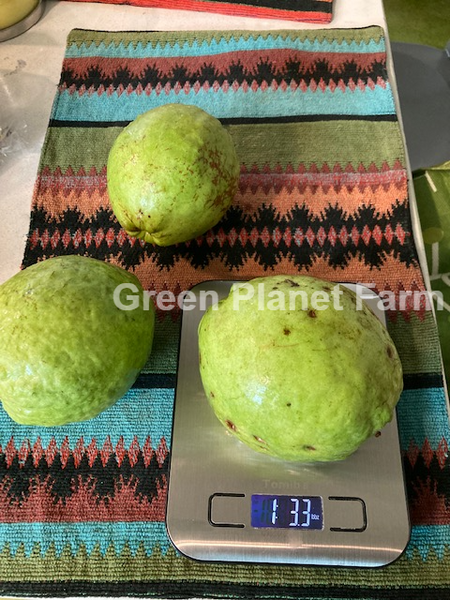 'Green Apple' Guava Seeds- Psidium guajava