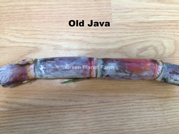 Sugar Cane Cuttings - Heirloom Varieties