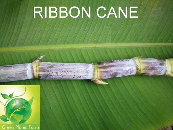 Sugar Cane Cuttings - Heirloom Varieties