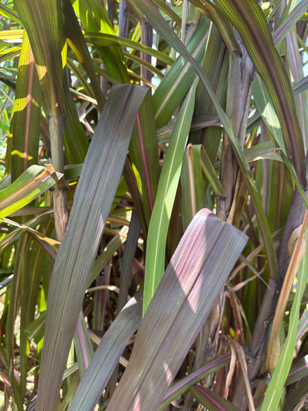 Red Napier Grass