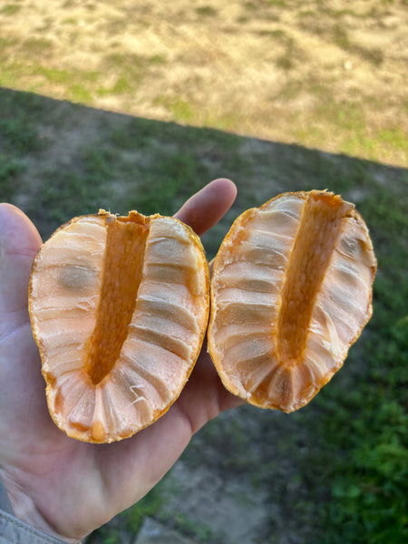 Annona Glabra - Pond Apple Seeds (EDIBLE)