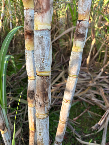 Sugar Cane Cuttings - Heirloom Varieties