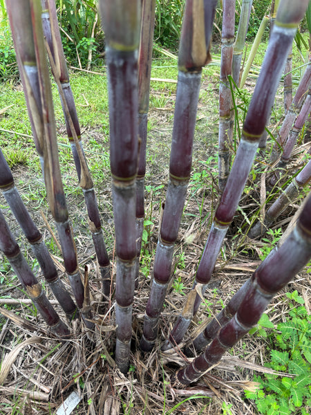 Sugar Cane Cuttings - Heirloom Varieties