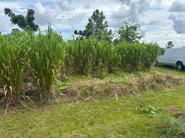 Mombassa Grass Seed - Panicum maximum