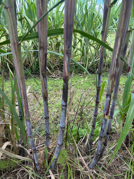 Sugar Cane Cuttings - Heirloom Varieties