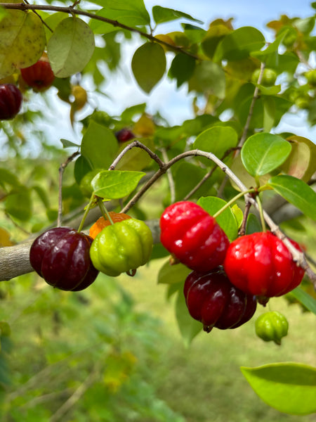 Surinam Cherry 'Black' - Eugenia unifola SEEDS